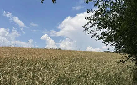 Prodej pole 8 401 m², Drnovice, okres Vyškov