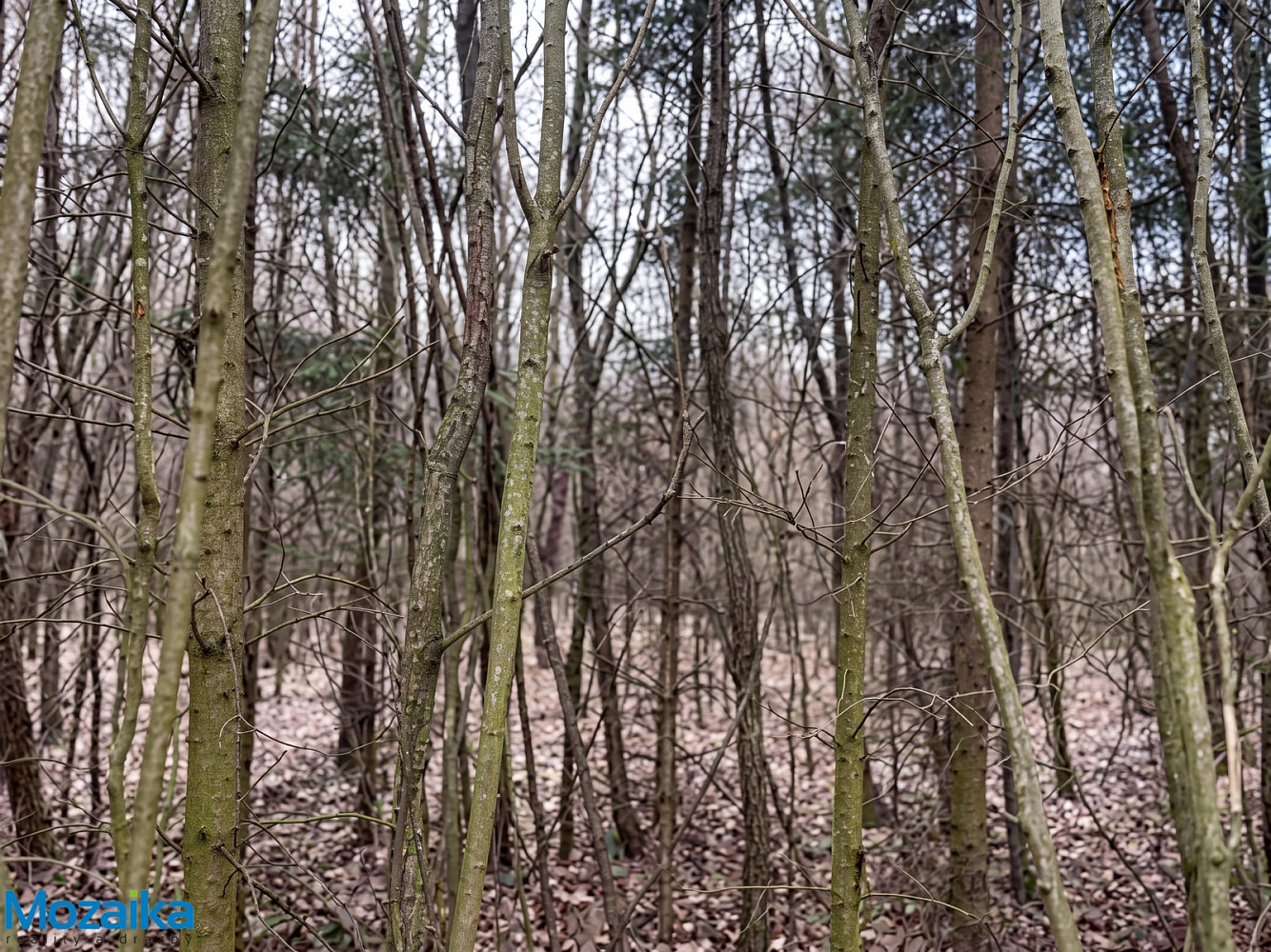 Prodej lesa 51 563 m² — photo 2