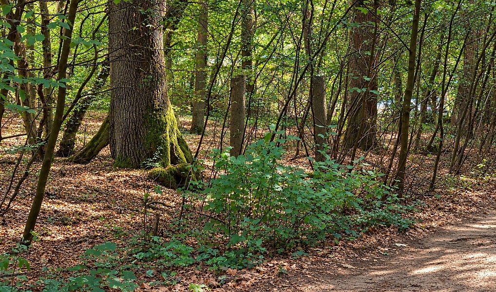 Prodej stavebního pozemku 4 383 m², Hradištko – náhled fotky 12