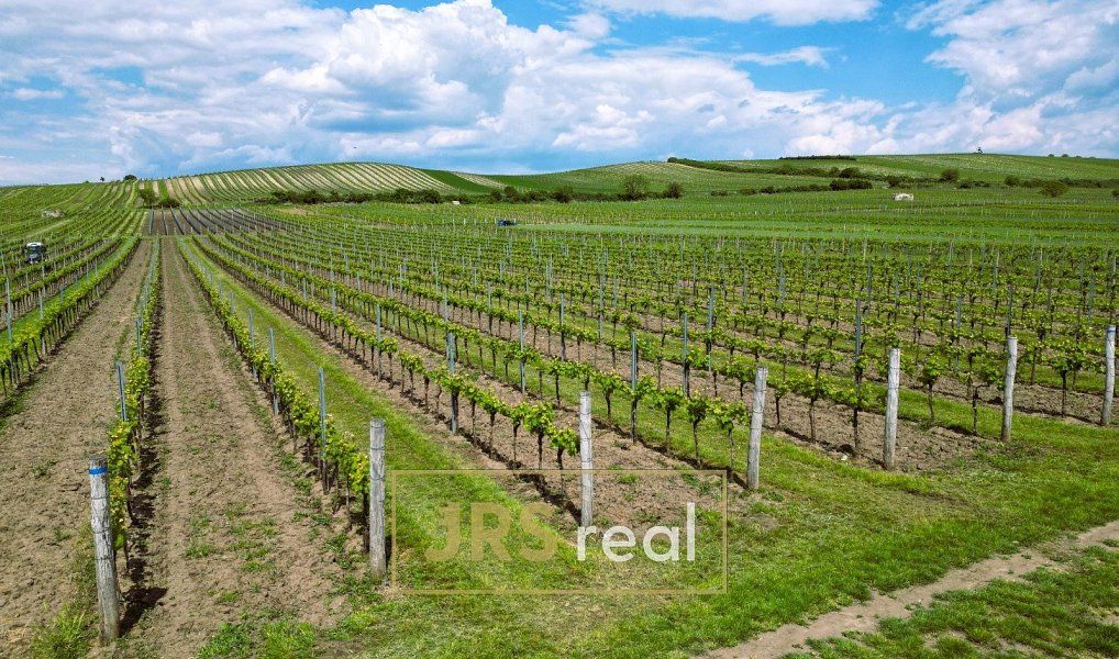 Prodej pole 4 926 m², Březí – náhled fotky 2