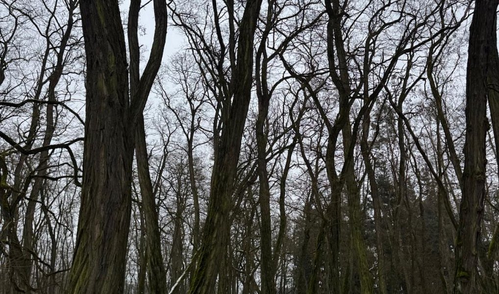 Prodej lesa 2 638 m², Černěves – náhled fotky 12