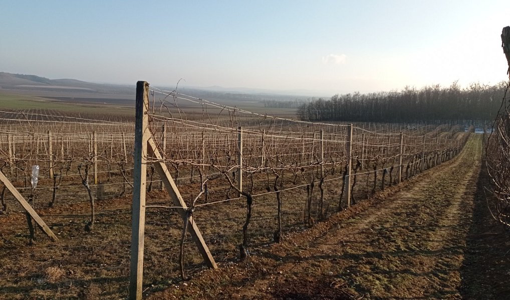 Prodej pozemku 10 093 m², Novosedly – náhled fotky 7