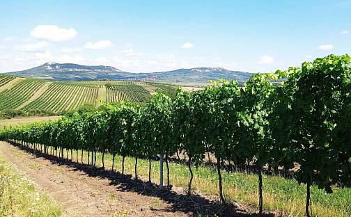 Prodej pozemku 90 769 m², Hlavní, Dolní Dunajovice, okres Břeclav