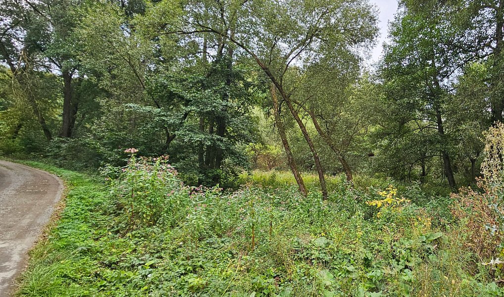 Prodej louky 3 589 m², Stříbro – náhled fotky 6