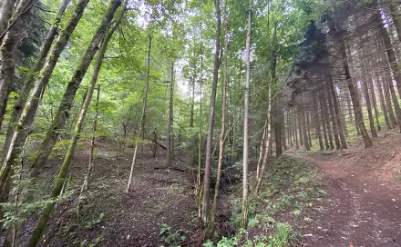 Prodej louky 2 049 m², Strážná, okres Ústí nad Orlicí