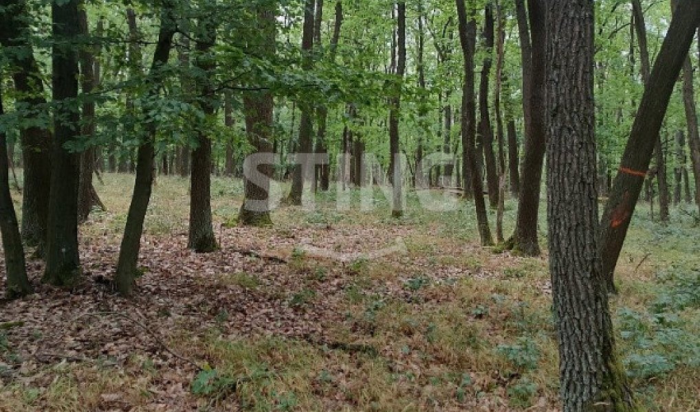Prodej lesa 2 723 m², Morkůvky – náhled fotky 2
