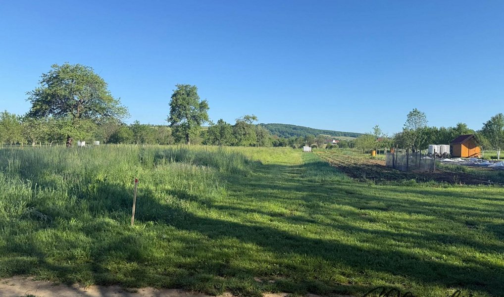 Prodej zahrady 1 297 m², Záhorovice – náhled fotky 9