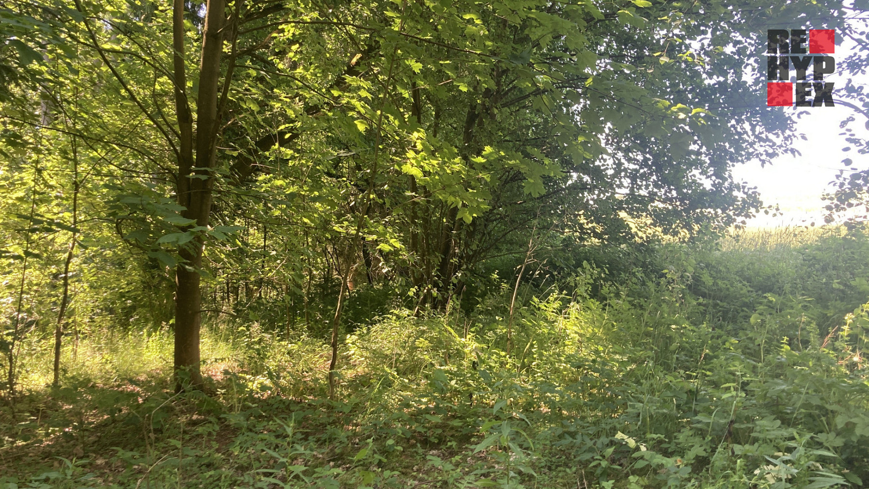 Prodej pole 3 130 m² — photo 4