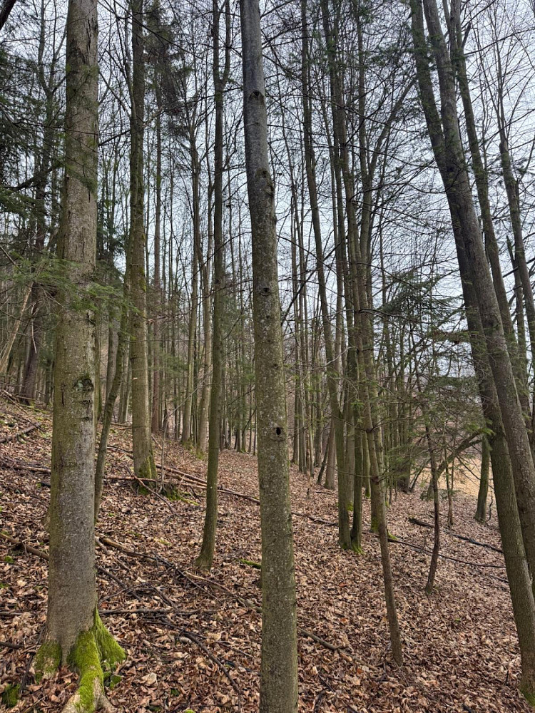 Prodej lesa 29 503 m²