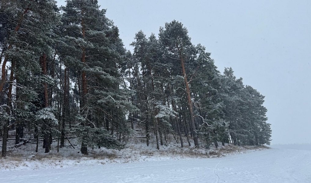 Prodej lesa 2 590 m², Nýřany – fotka 1 z 11