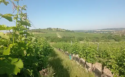 Prodej pozemku 12 285 m², Bavory, okres Břeclav