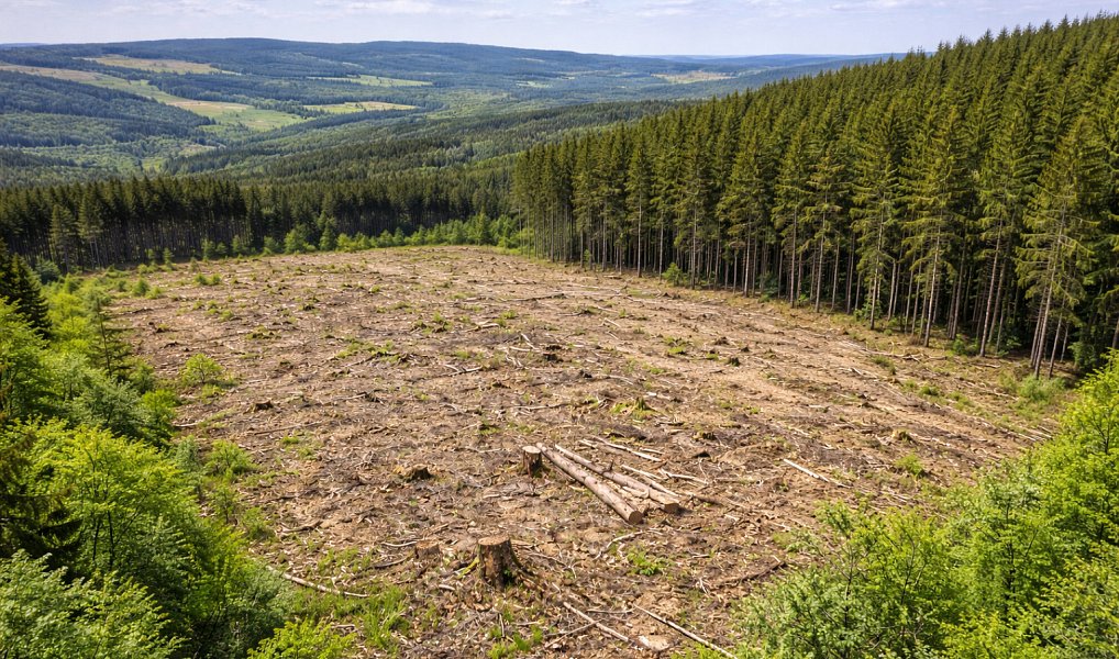 Prodej lesa 14 151 m², Řečice – náhled fotky 3