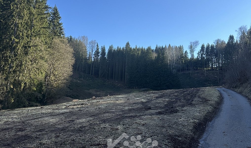 Prodej louky 15 029 m², Bozkov – náhled fotky 7