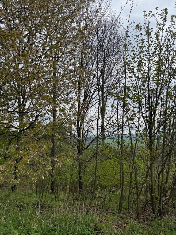 Prodej lesa 12 070 m² – pohled 6