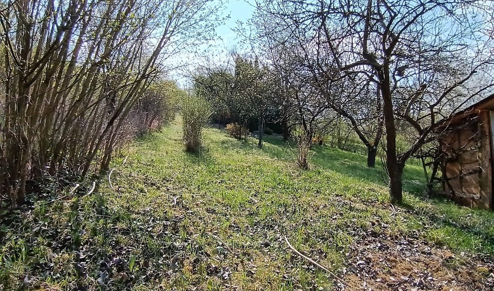 Prodej zahrady 1 872 m², Soběchleby – náhled fotky 9