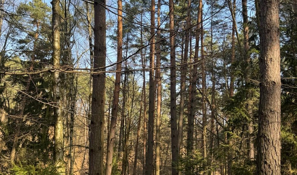 Prodej lesa 26 674 m², Nosálov – náhled fotky 7