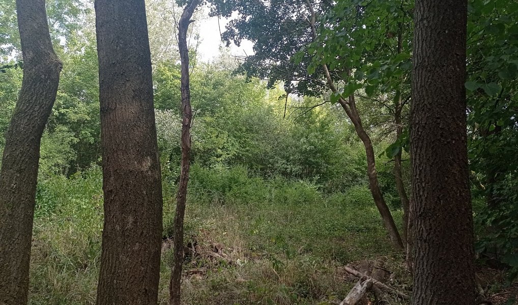 Prodej louky 5 680 m², Lednice – náhled fotky 3