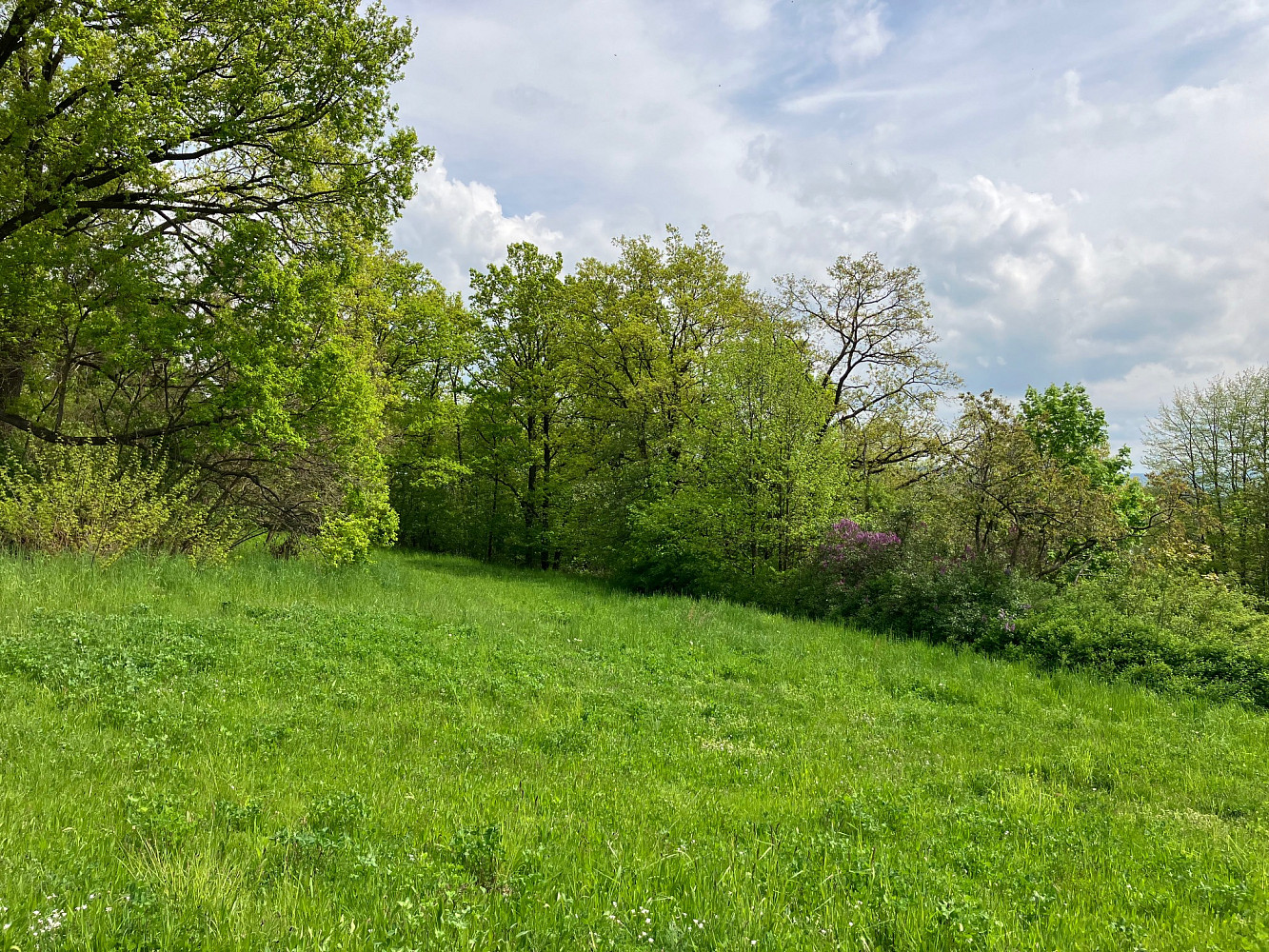 Prodej stavebního pozemku 5 367 m² – fotografie 2