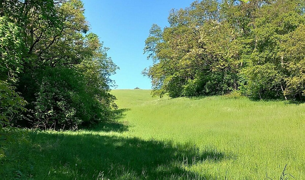 Prodej lesa 6 415 m², Diváky – náhled fotky 4