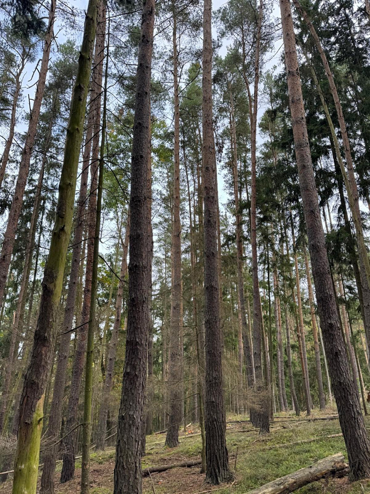 Fotka 8 z 18