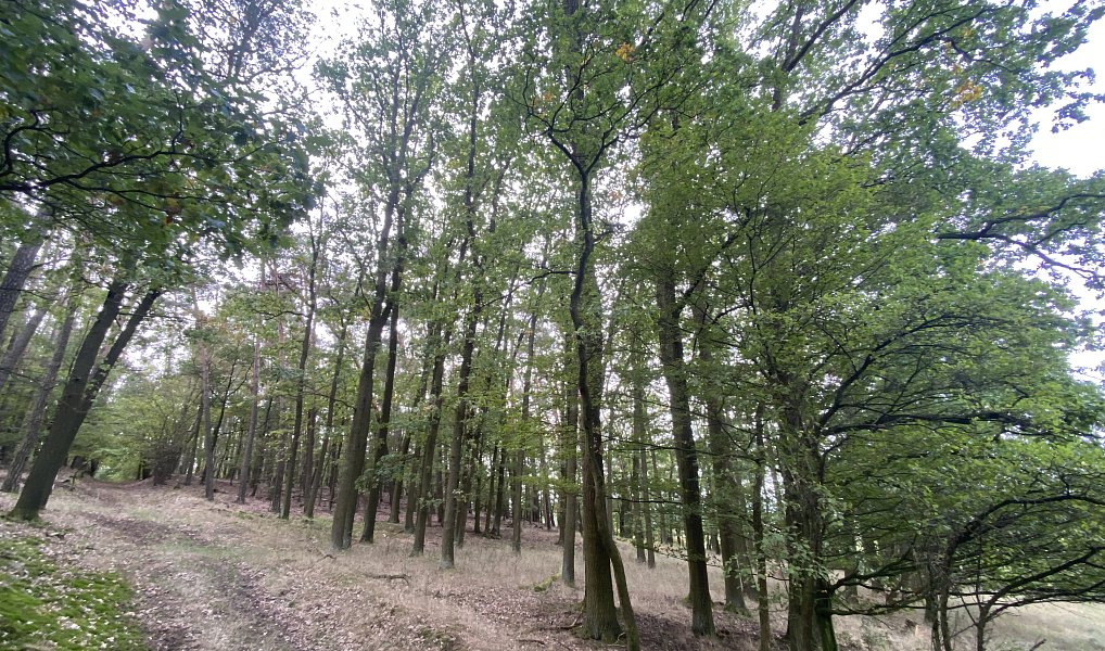 Prodej lesa 11 957 m², Ostřetín – náhled fotky 3