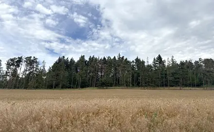 Prodej lesa 27 968 m², Rybníky, okres Příbram