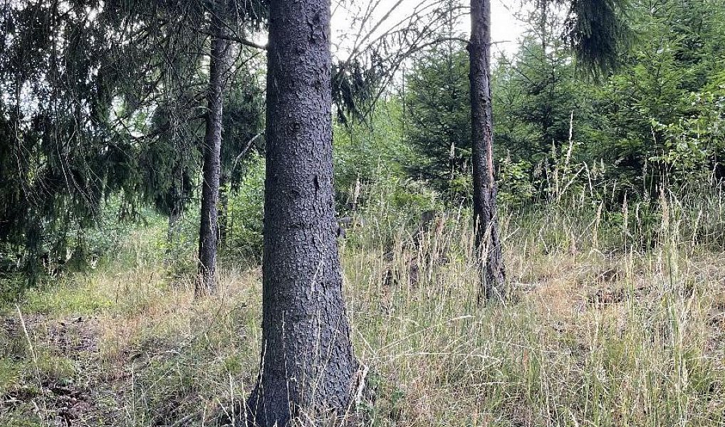 Prodej lesa 5 469 m², Velké Opatovice – náhled fotky 2