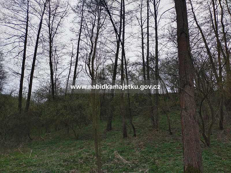 Prodej lesa 432 m² – fotografie 2