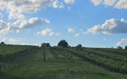 Prodej stavebního pozemku 814 m², Starý Poddvorov, okres Hodonín