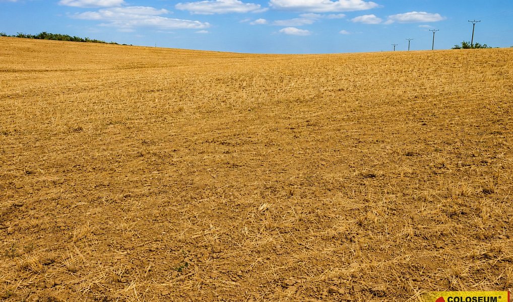 Prodej pole 8 295 m², Dyje – náhled fotky 4