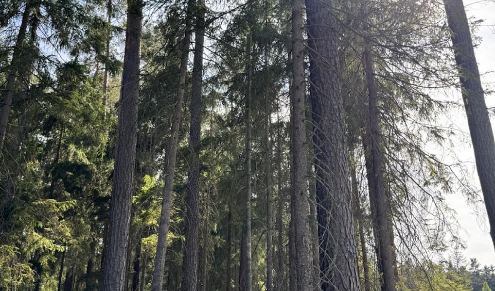 Prodej lesa, 67560 m², Jindřichův Hradec, Novosedly nad Nežárkou