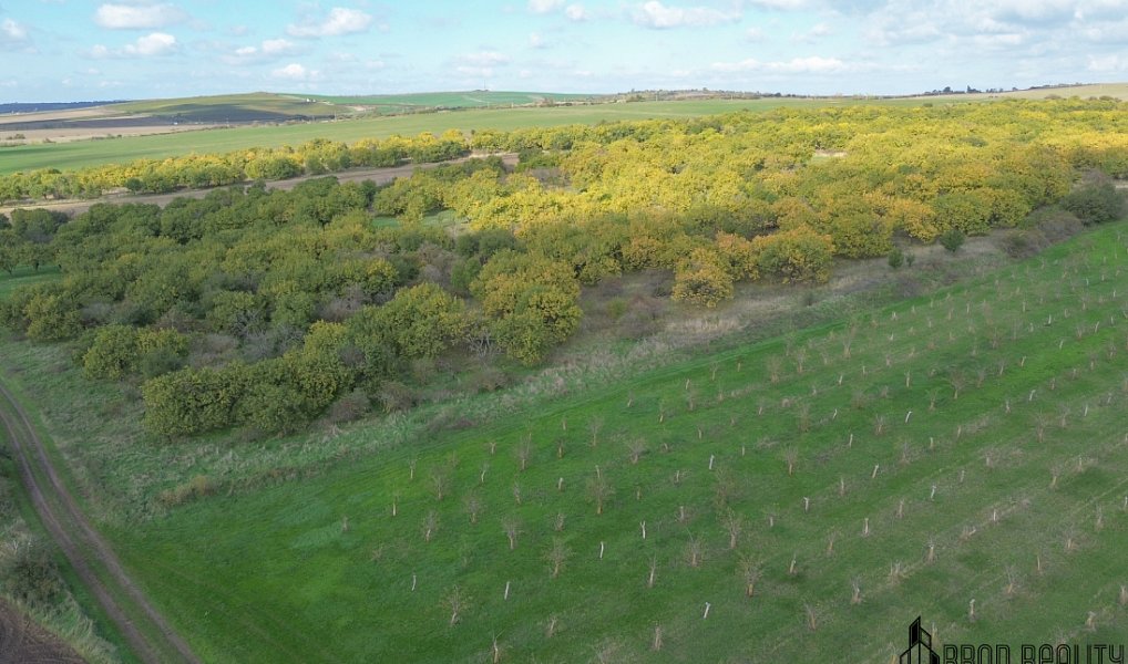Prodej pozemku 14 896 m², Hustopeče – náhled fotky 5