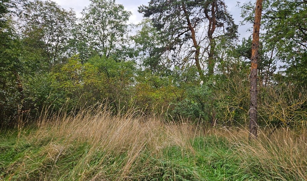 Prodej pozemku 17 275 m², Hrdlív – náhled fotky 8