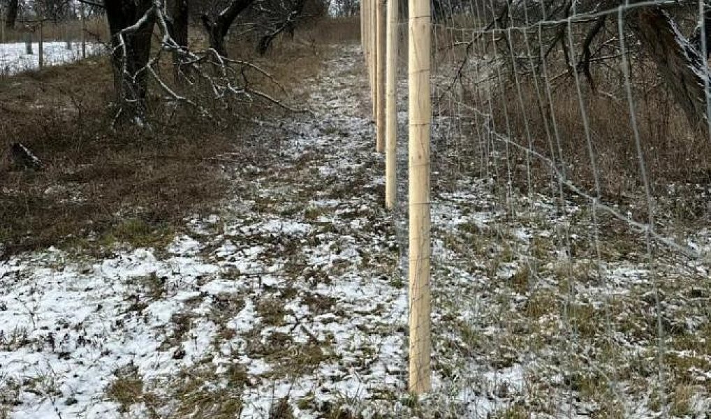 Prodej zahrady 358 m², Bořetice – náhled fotky 5
