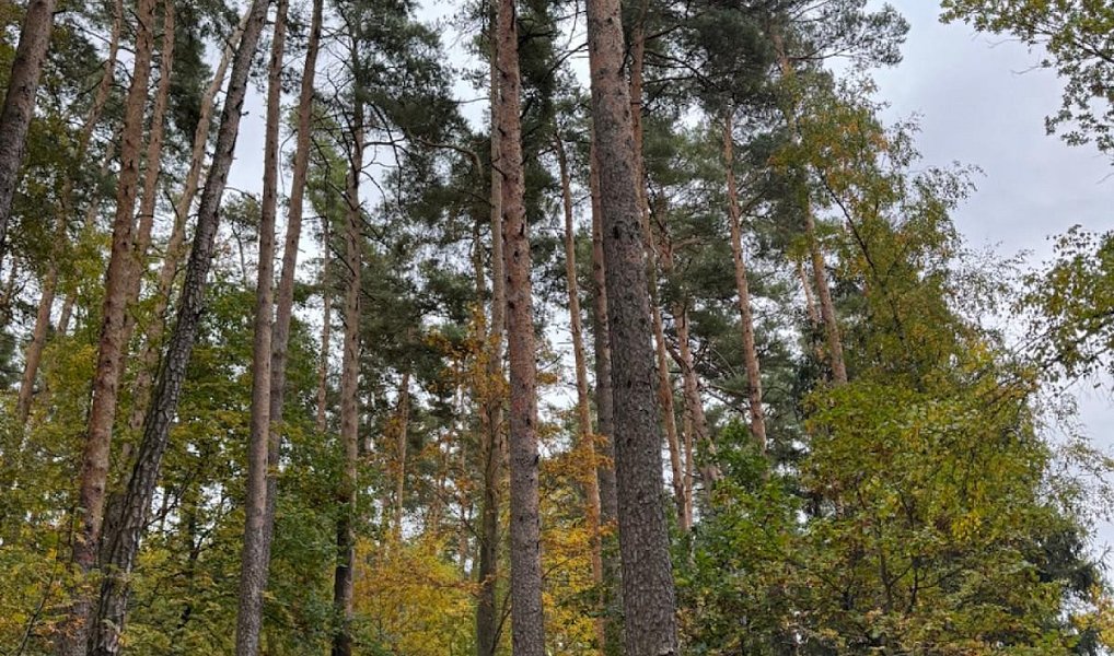 Prodej lesa 1 818 m², Kanice – náhled fotky 3