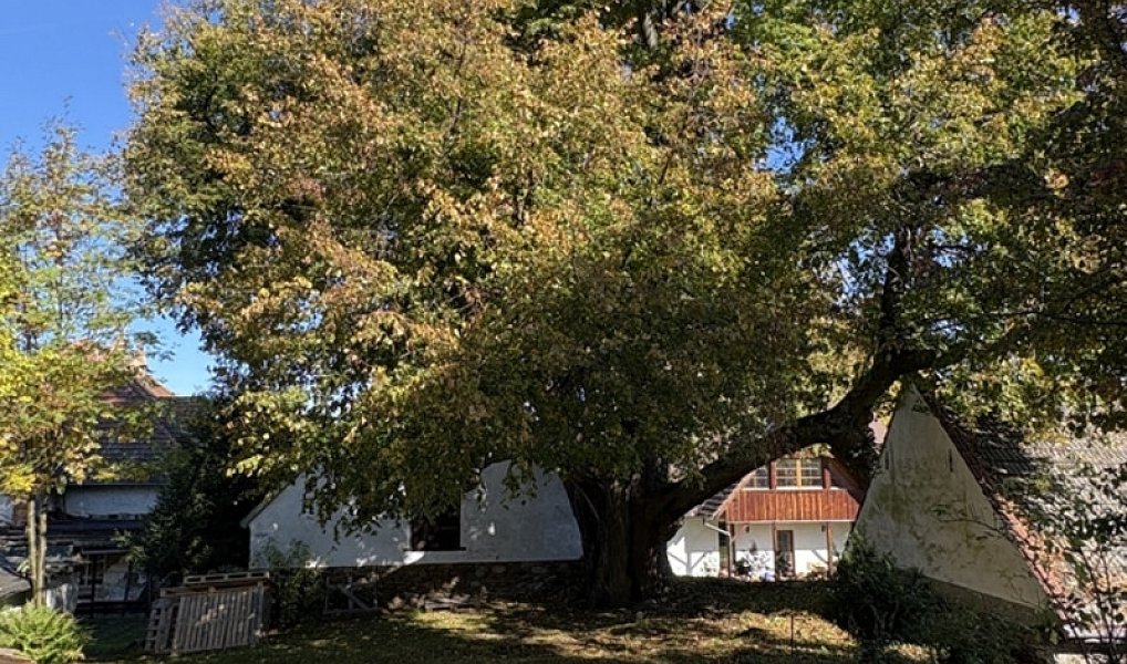 Prodej domu 200 m² s pozemkem 1 967 m², Strašín – náhled fotky 5
