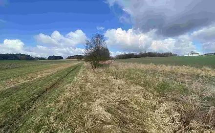 Dražba pole 5 555 m², Popelín