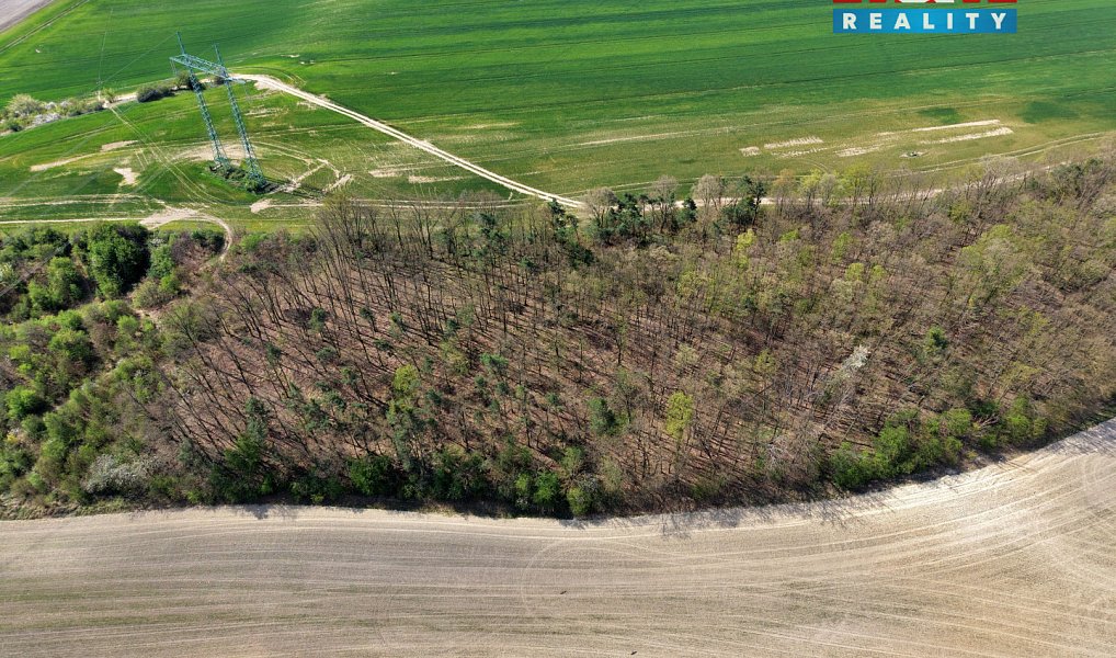 Prodej lesa 4 629 m², Mochov – náhled fotky 6
