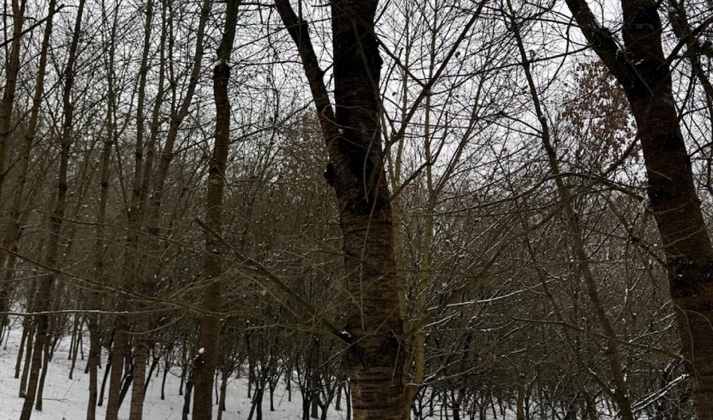 Prodej lesa 20 326 m², Chotiměř – náhled fotky 7