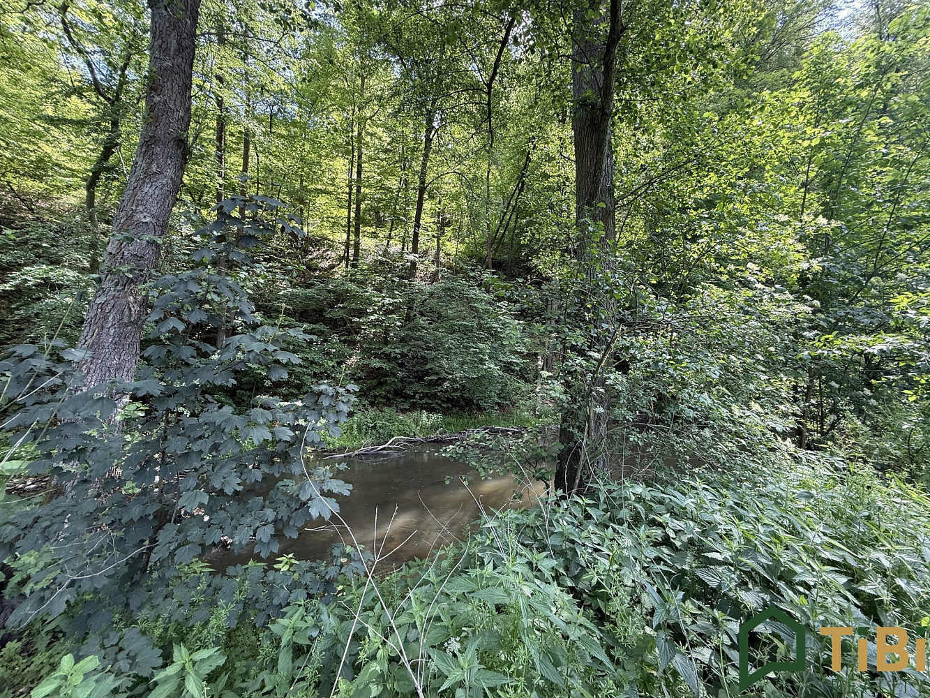 Prodej louky 3 200 m² – fotografie 3