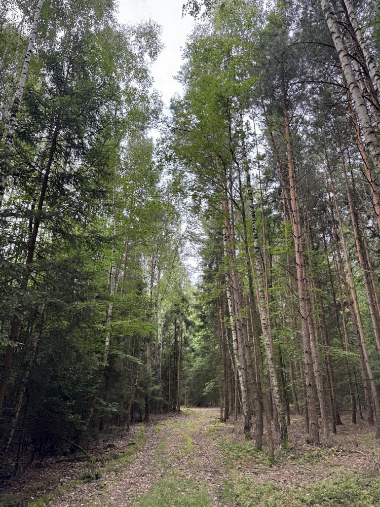 Prodej lesa 11 311 m²