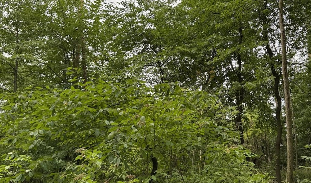 Prodej lesa 61 114 m², Dolní Podluží – náhled fotky 18