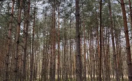 Prodej lesa 38 354 m², Račice