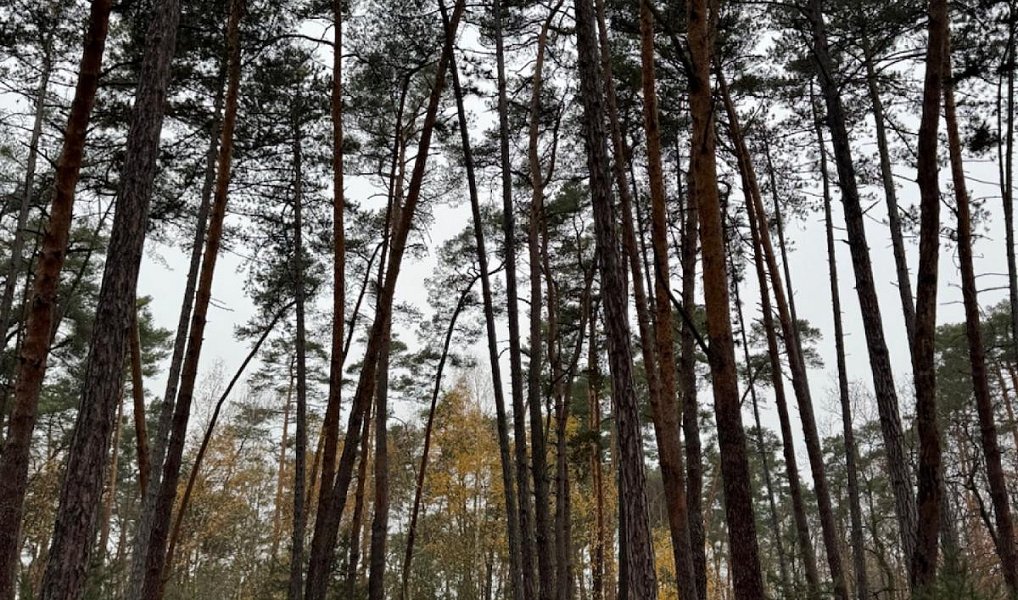 Prodej lesa 7 349 m², Třebestovice – náhled fotky 5