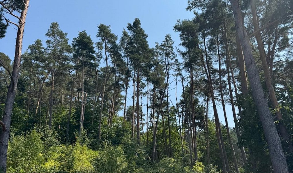 Prodej lesa 3 827 m², Krejnice – náhled fotky 7