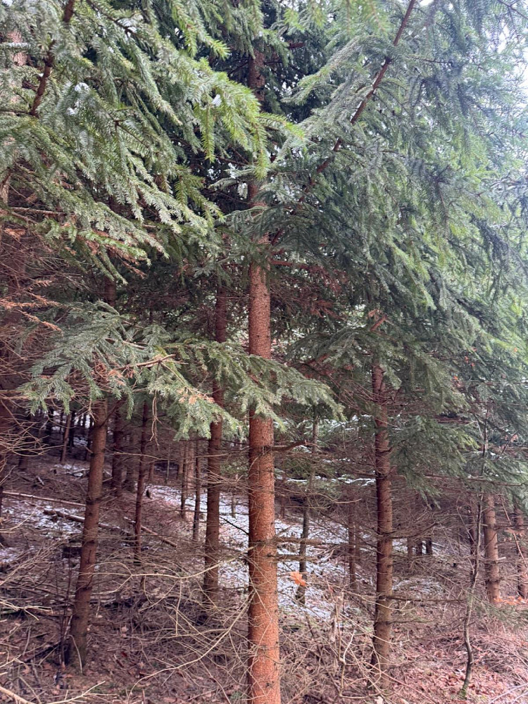Prodej lesa 18 019 m²