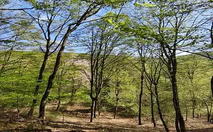 Prodej lesa 26 738 m², Luže - Doly, okres Chrudim