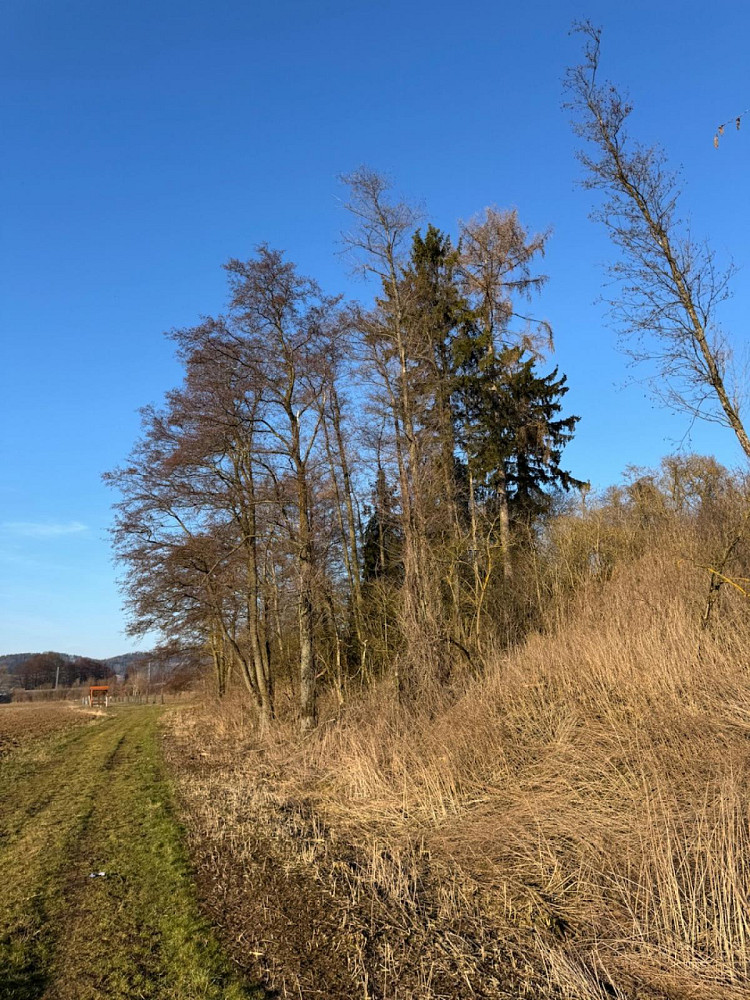 Prodej lesa 8 466 m² – pohled 6