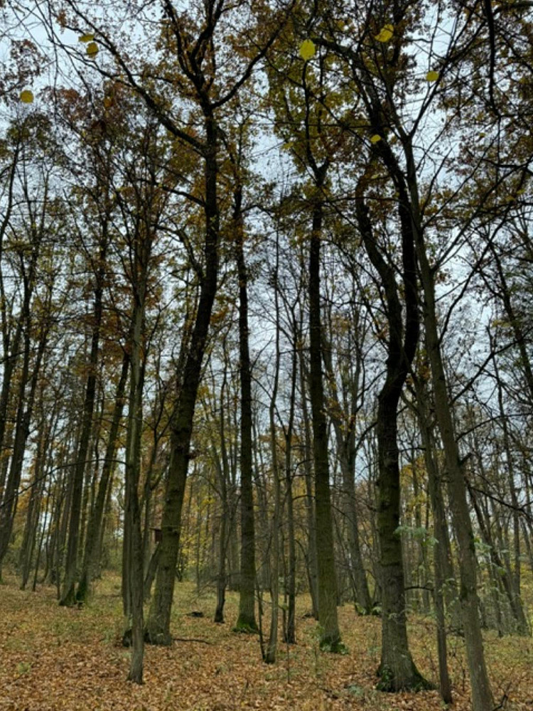 Fotka 15 z 18