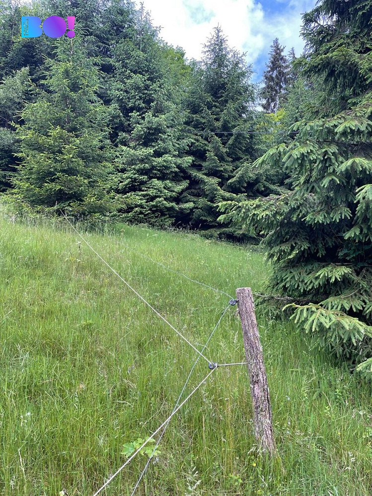 Prodej lesa 2 393 m²